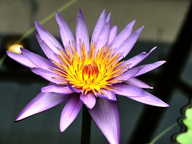 Waterleliebloem 水中百合 花卉 - 上的免费照片