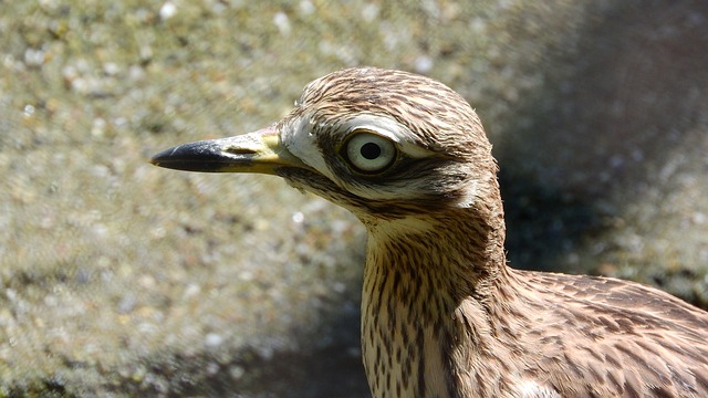 双úhorní Burhinus Oedicnemus - 上的免费照片