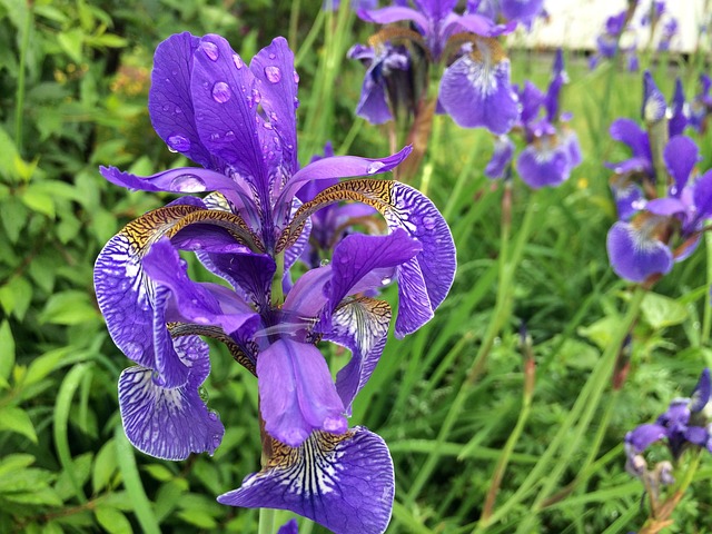 花 虹膜 自然 - 上的免费照片