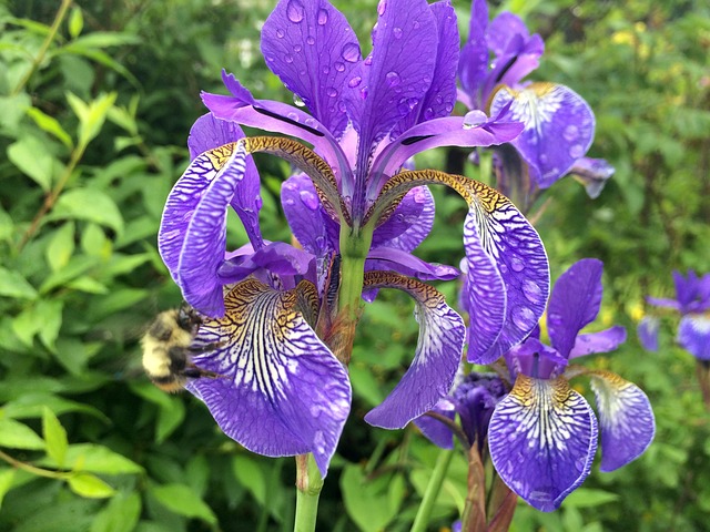 花 虹膜 自然 - 上的免费照片