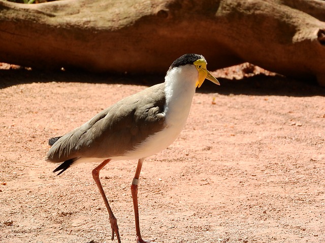 麦鸡澳大利亚 Vanellus里里的 小翼 - 上的免费照片