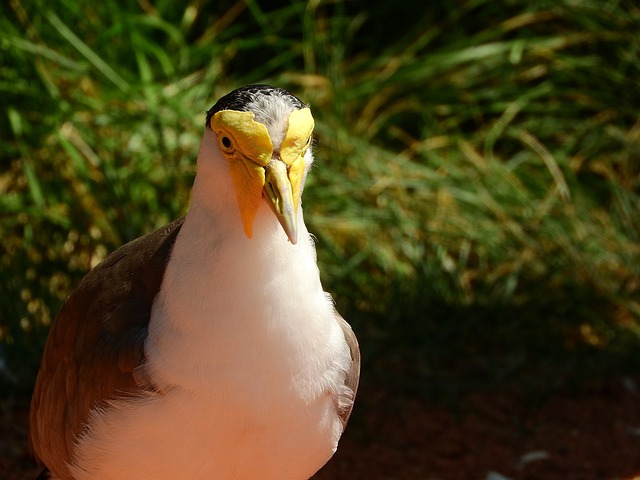 麦鸡澳大利亚 Vanellus里里的 小翼 - 上的免费照片