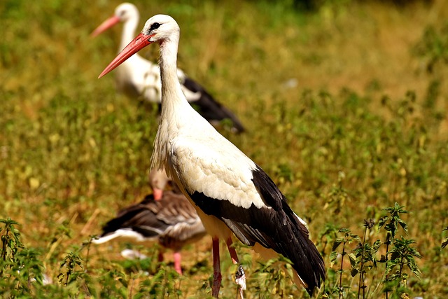 鹳 鸟 白鹳 - 上的免费照片
