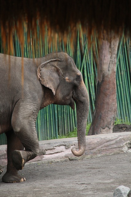 大象 动物 巴厘岛 - 上的免费照片