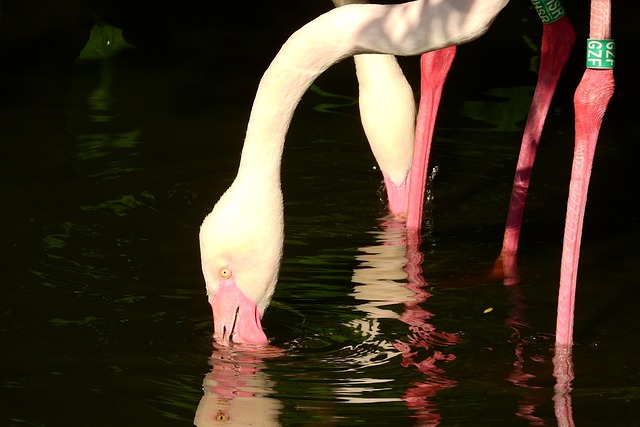 火烈鸟粉红色 Phoenicopterus花 火烈鸟 - 上的免费照片