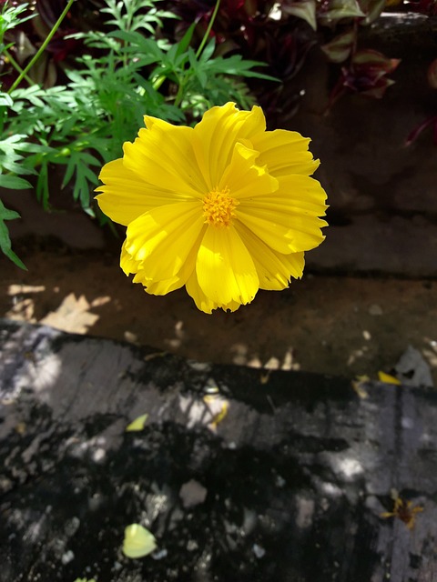 花 星爆 开花植物 - 上的免费照片