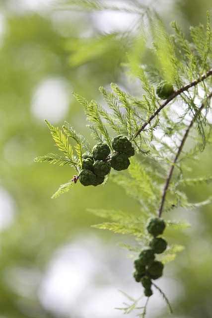 水杉 水果 Meta的信息的水果 - 上的免费照片