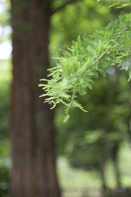 水杉 植物园 - 上的免费照片
