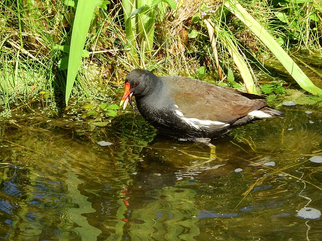 的黑水鸡 Gallinula Chloropus - 上的免费照片