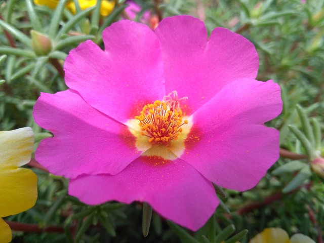 Portulaca Oleracea L 马齿苋花 五行草花 - 上的免费照片