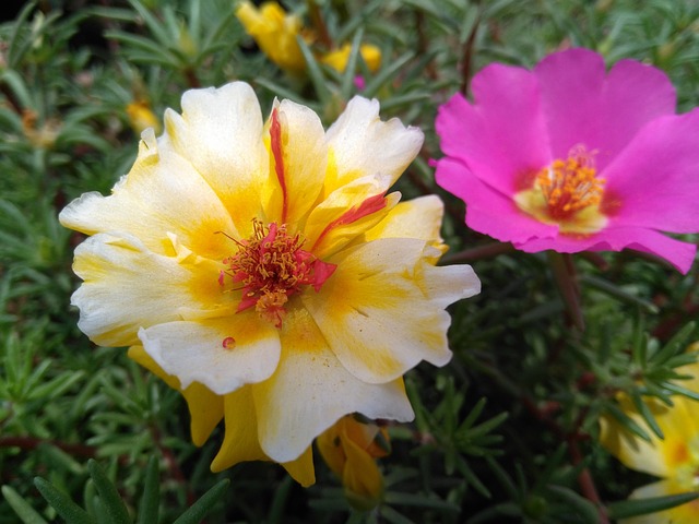 Portulaca Oleracea L 马齿苋花 五行草花 - 上的免费照片