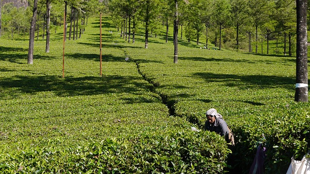 茶选择器 茶 - 上的免费照片