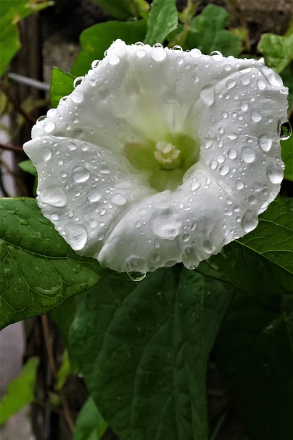 登山者植物 植物 花 - 上的免费照片