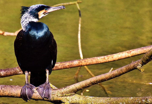 鸬鹚 巨嘴鲛 黑色的 - 上的免费照片