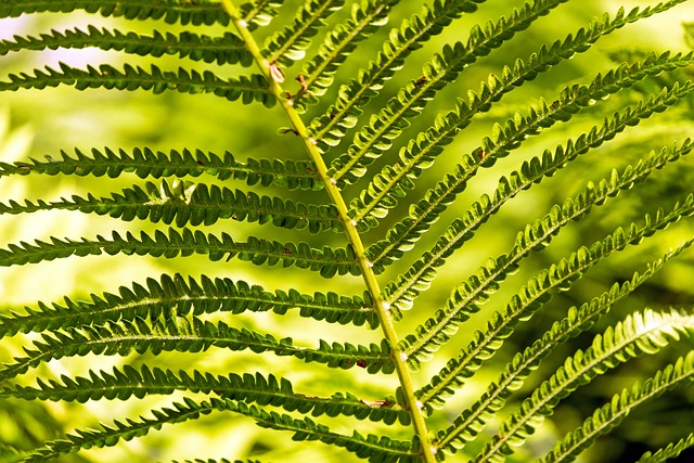 蕨类 绿色 羊齿植物 - 上的免费照片