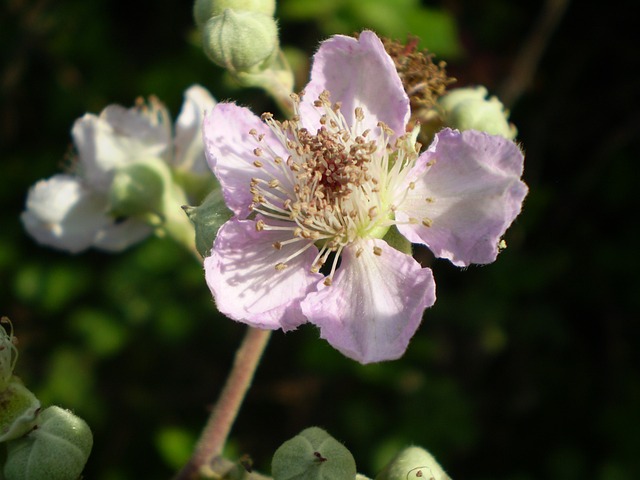 花 玫瑰 Zarza - 上的免费照片