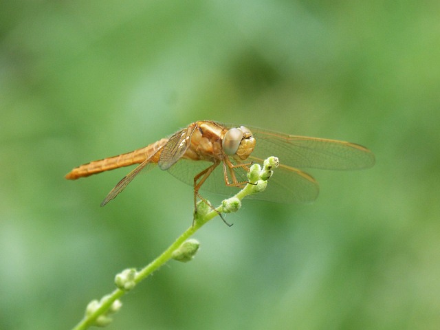 金蜻蜓 Sympetrum Meridionale 干 - 上的免费照片
