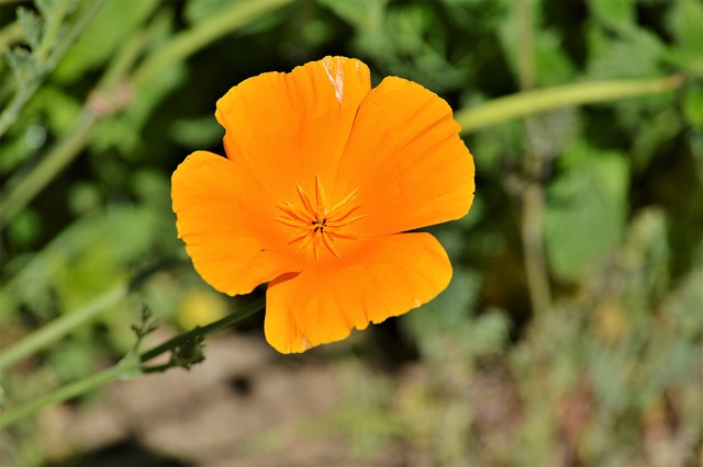 罂粟 黄金罂粟 Eschscholzia 夜蛾 - 上的免费照片