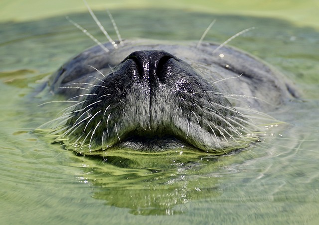 海豹 头 水 - 上的免费照片
