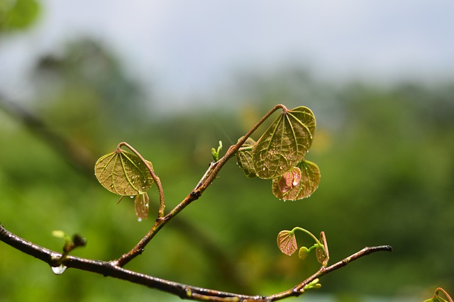 Xin Chun - 上的免费照片