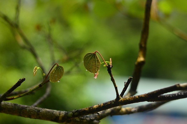 Xin Chun - 上的免费照片