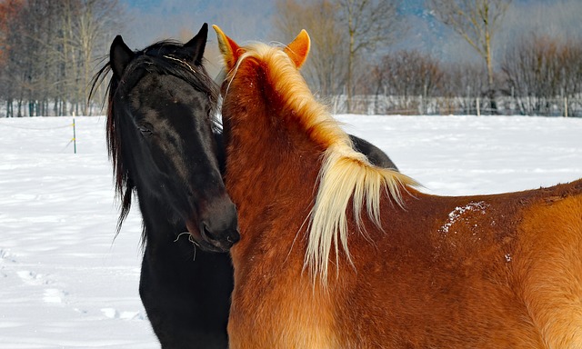 马匹 爱 马头 - 上的免费照片