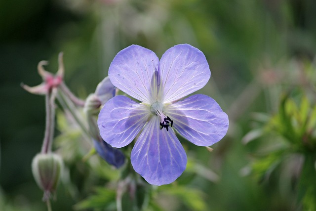 草地Cranesbill 起重机法案 天竺葵 - 上的免费照片