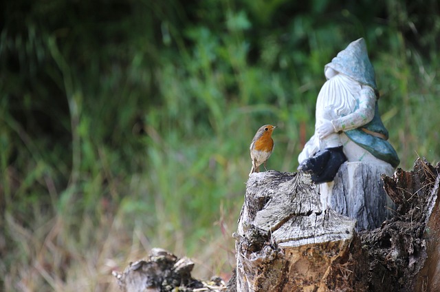 知更鸟 鸟 鸣禽 Erithacus - 上的免费照片