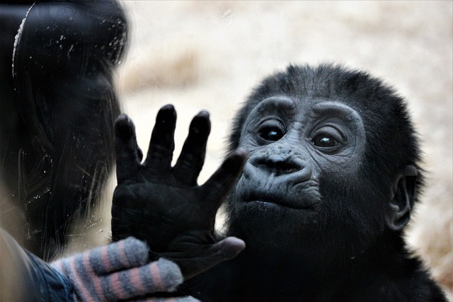 动物 猴 哺乳动物 - 上的免费照片