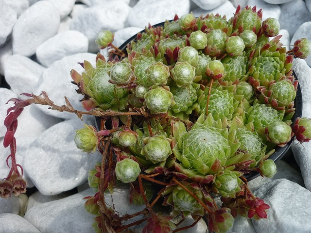 韭菜 玫瑰花植物 里面 - 上的免费照片