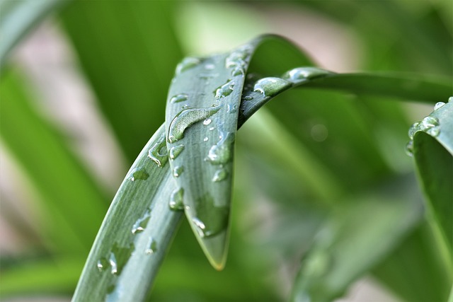 珠宝首饰的百合花 植物 树叶 - 上的免费照片
