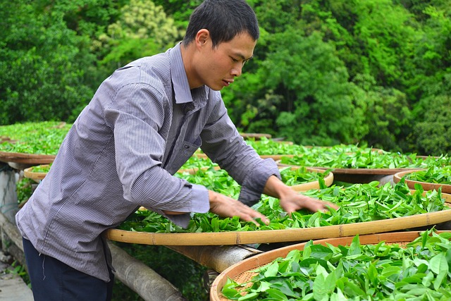 晒茶 茶叶 - 上的免费照片
