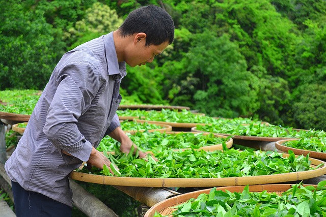 晒茶 茶叶 - 上的免费照片