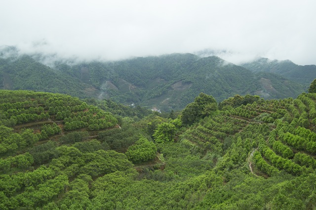 晒茶 茶叶 - 上的免费照片
