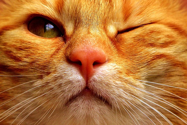 猫 鲭鱼 眨眼 - 上的免费照片