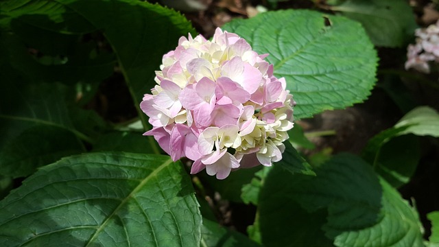 繡球花 粉紅色 植物 - 上的免费照片