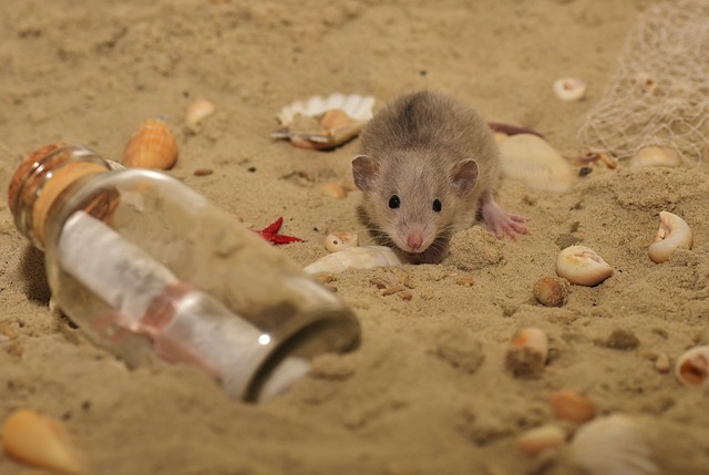 大鼠 啮齿动物 动物 - 上的免费照片