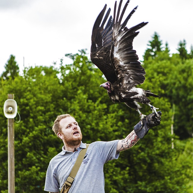 老鹰 飞翔 英国 - 上的免费照片
