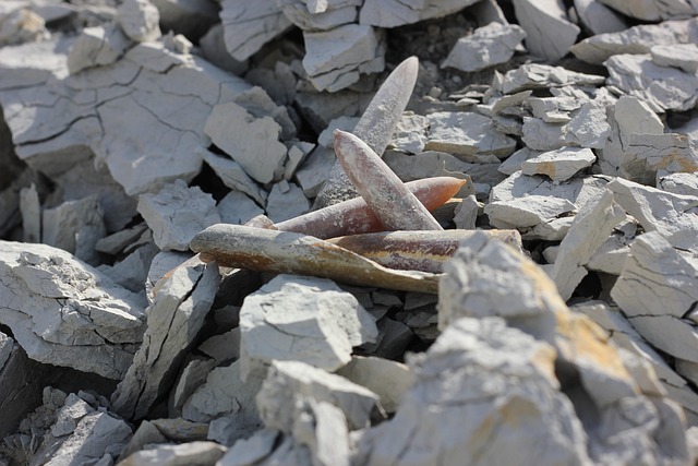 化石 霹雳 Belemit - 上的免费照片