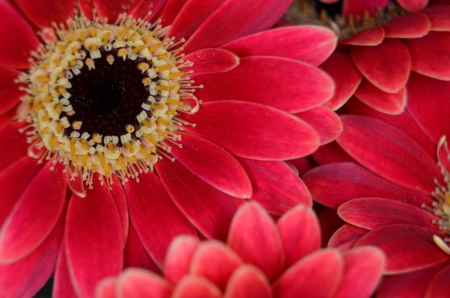 非洲菊 Germini 短笛 - 上的免费照片