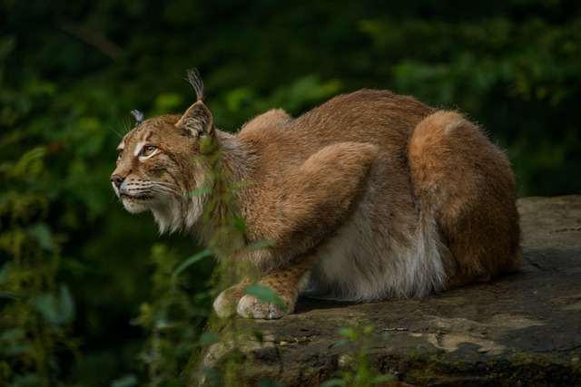 猞猁 Eurasischer 猎人 - 上的免费照片