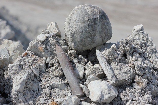 海胆 霹雳 化石 - 上的免费照片