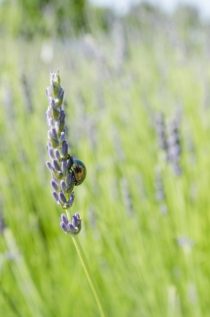 Chrysolina Americana 迷迭香甲壳虫 薰衣草 - 上的免费照片
