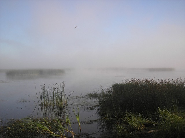 河 多雾路段 海滩 - 上的免费照片