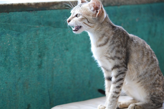 动物 猫 成套工具 - 上的免费照片