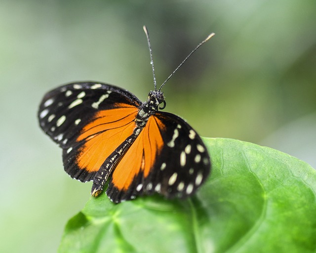 蝴蝶 异国情调 Hécalé Heliconius - 上的免费照片