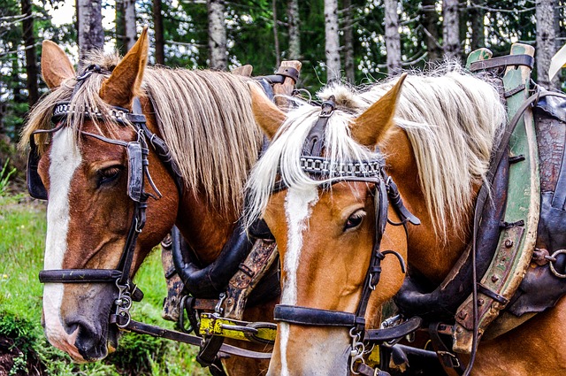 马 远足 母马 - 上的免费照片