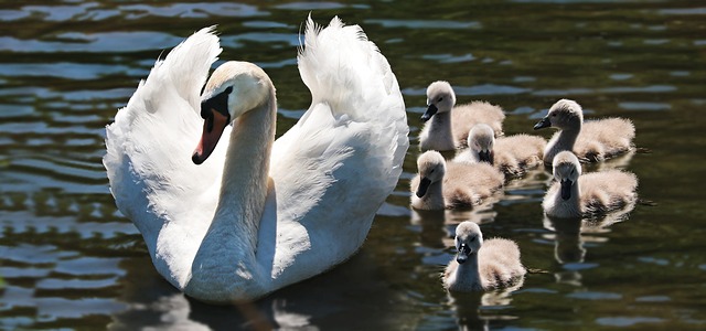 天鹅 Cygnets 家庭 - 上的免费照片