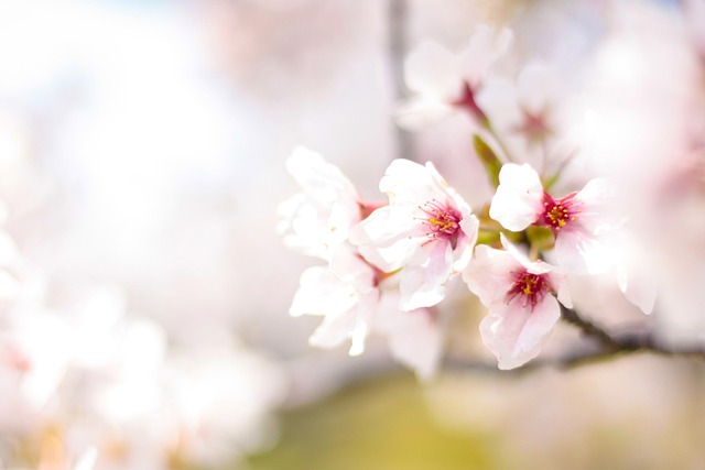 春天 樱桃树 粉色 - 上的免费照片