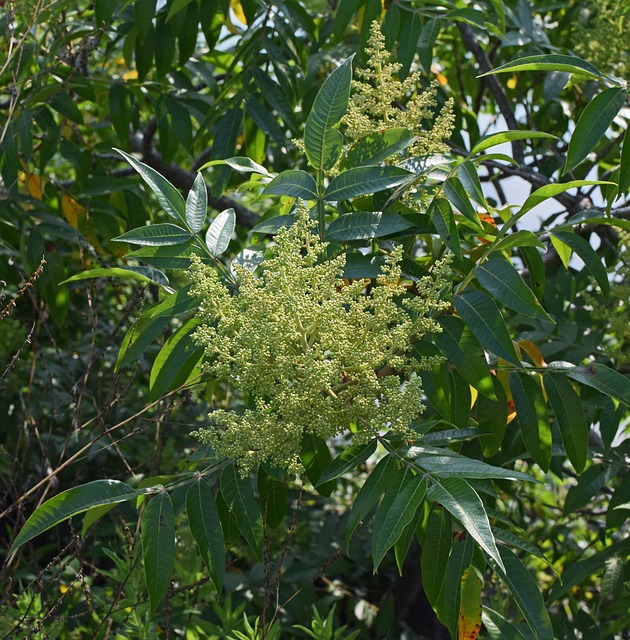 Sumac花蕾 芽 花 - 上的免费照片